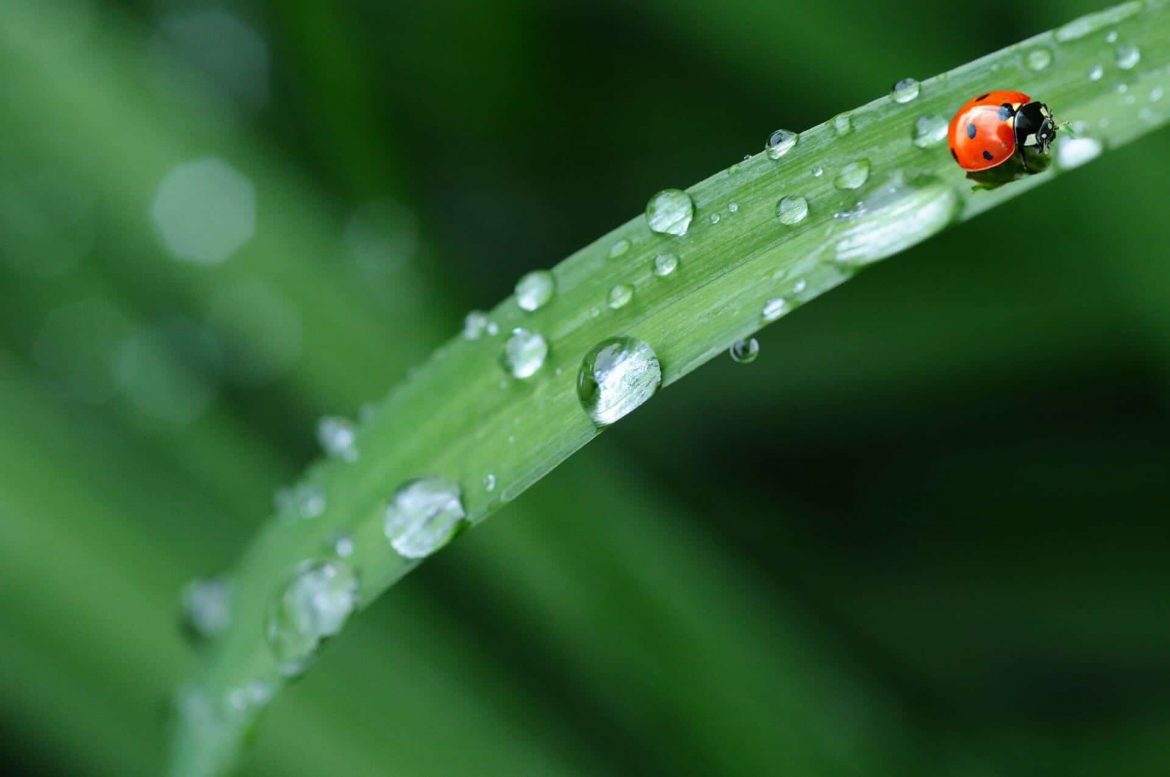 récupération d’eau de pluie récupération d'eau de pluie