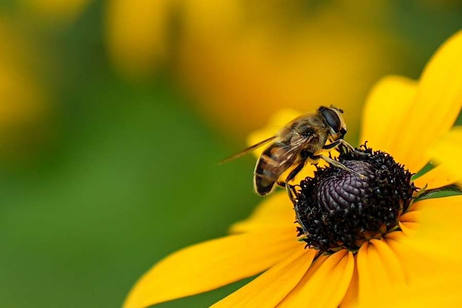 Un syrphe butine un rudbeckia jaune pour attirer les pollinisateurs au jardin.