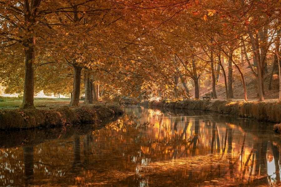 Une rivière paisible coule sous un tunnel d'arbres aux feuilles d'or, une scène idéale pour profiter de l'extérieur sans moustiquaire.